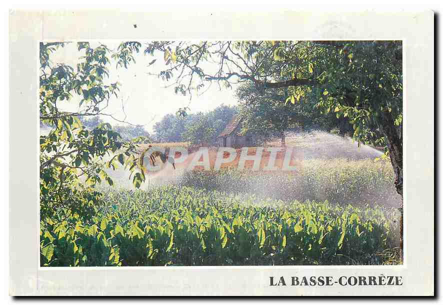CPM La Correze Paysages de Basse Correze Champs de tabacs 