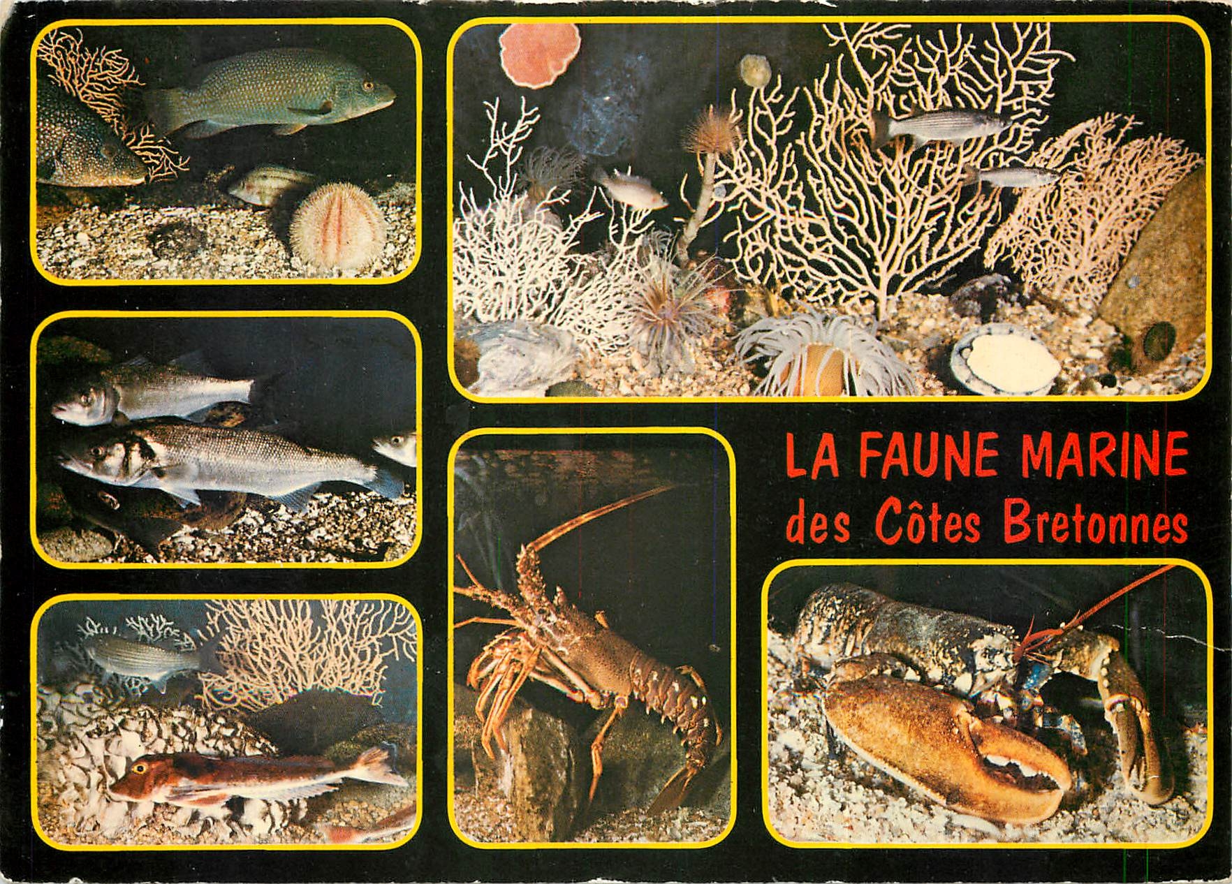 CPM La Faune marine des Cotes Bretonnes Couleurs de Bretagne 