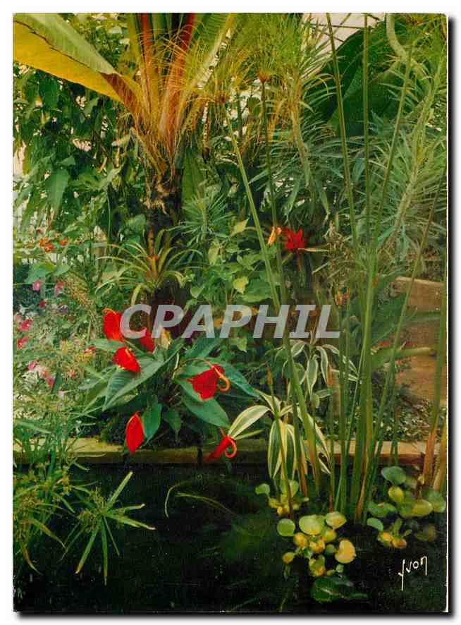 CPM Couleurs et Lumiere de France La Cote d'Azur miracle de la nature Jardin exotique de Sanary Band