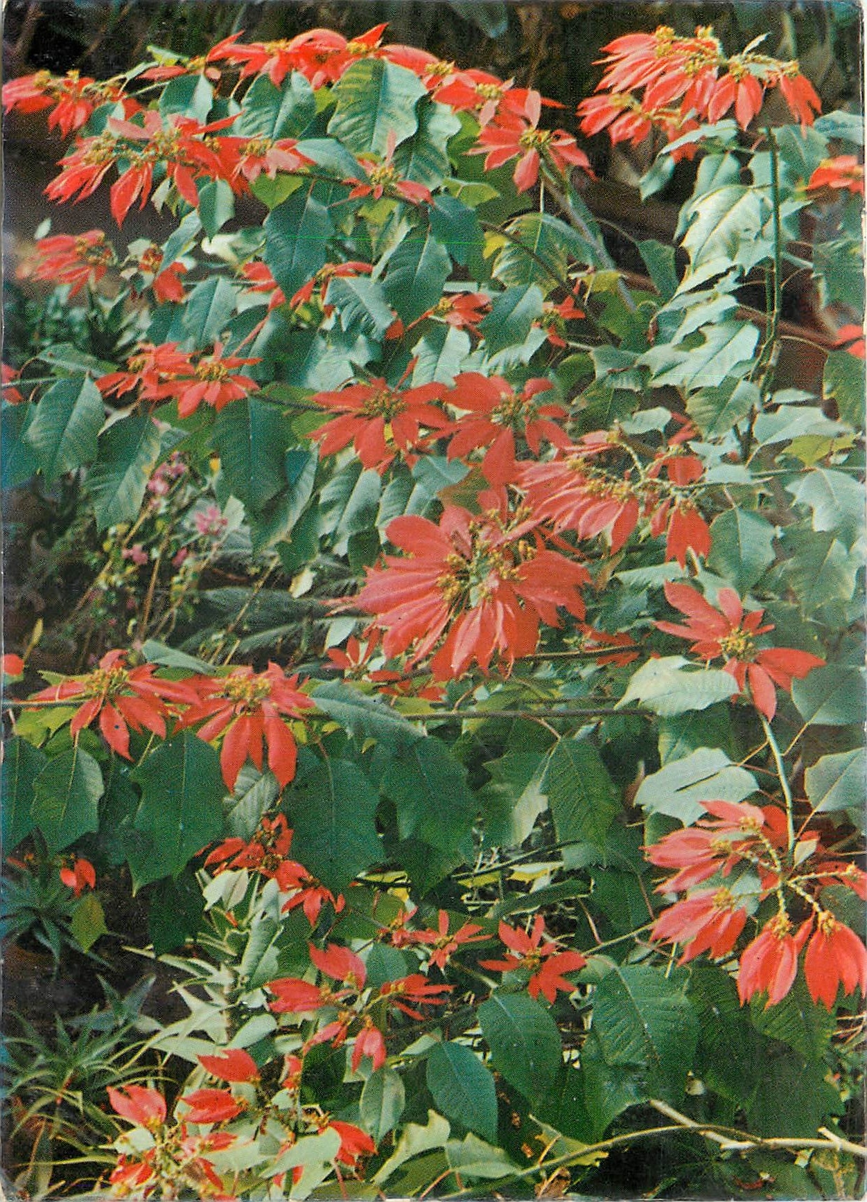 CPM Jardin Exotique Sanary Bandol Poinsettia du Mexique 