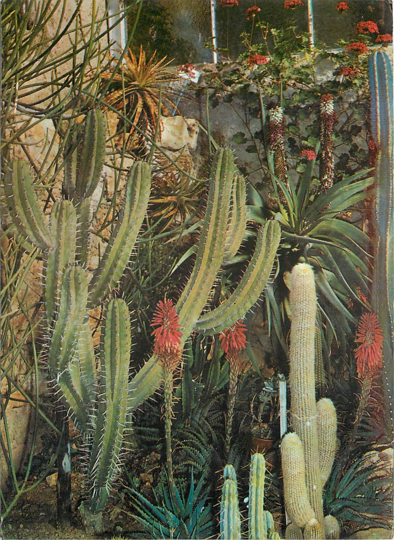 CPM Jardin Exotique Sanary Bandol Castees Mexicaines 