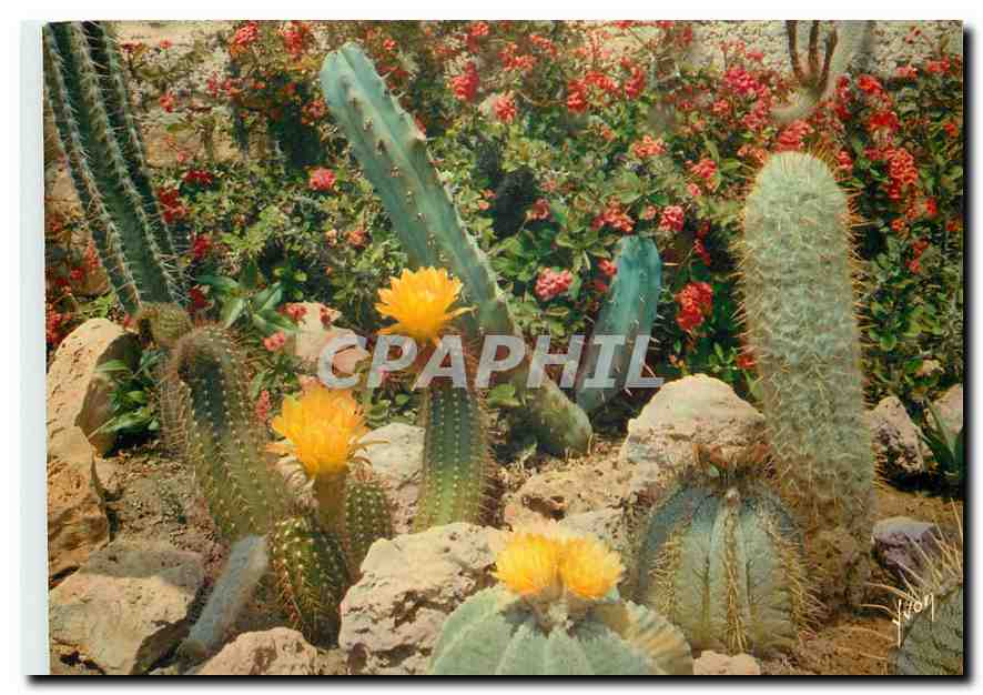 CPM Couleurs et Lumiere de France La Cote d'Azur miracle de la nature Jardin exotique de Sanary Band