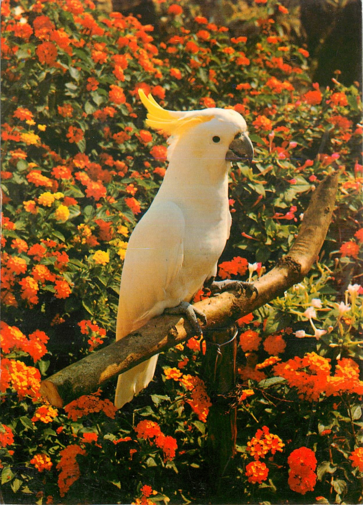 CPM Jardin Exotique & Zoo Sanary Bandol Papayouki Le Cacatoes Familier Iles Moluques 