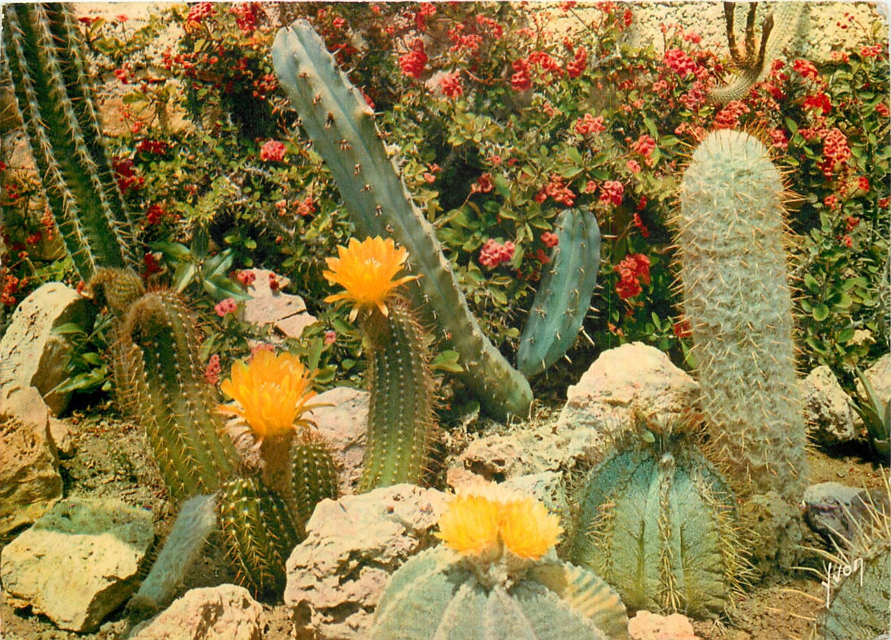 CPM Couleurs et Lumiere de France La Cote d'Azur miracle de la nature Jardin exotique de Sanary Band