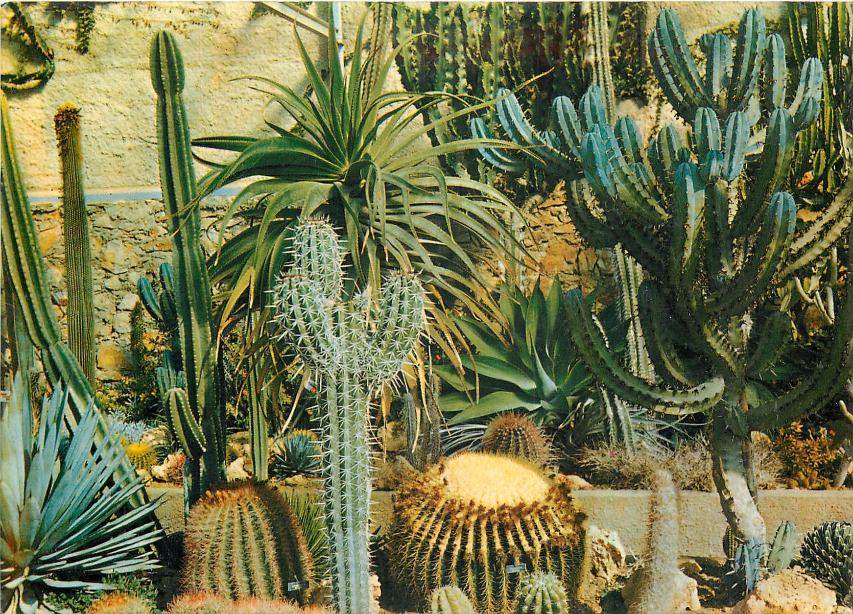 CPM Jardin Exotique & Zoo Sanary Bandol Cactees Mexicaines 