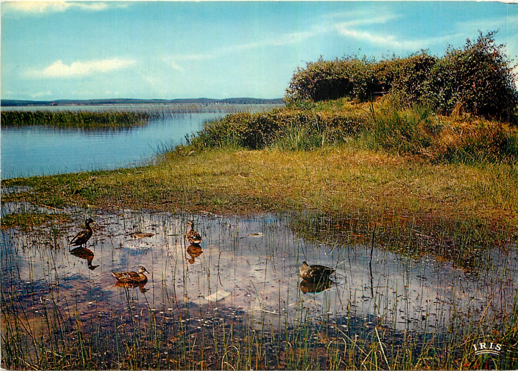 CPM Dans les landes La Chasse aux Canards sur un Lac 