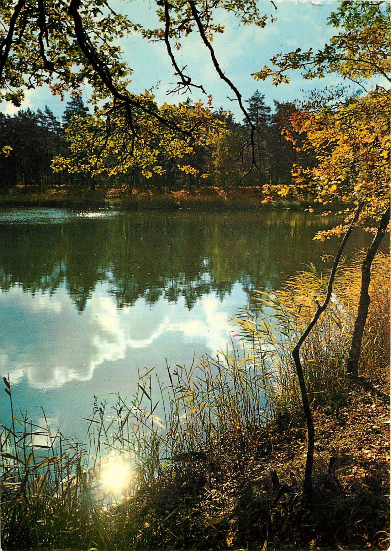 CPM Forets et Rivieres de France 