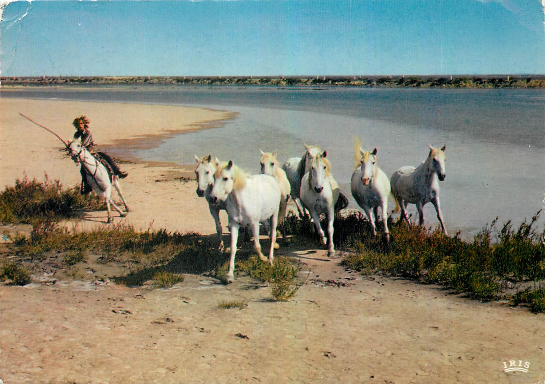 CPM En Camargue avec les Gardians Dans les Marais a la poursuite des Chevaux Sauvages 
