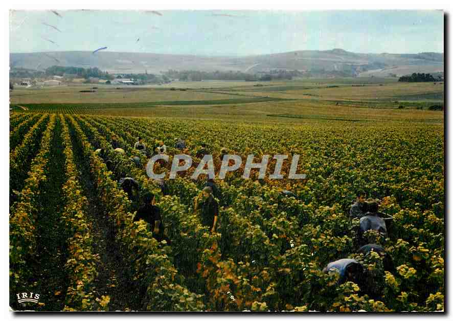 CPM Vendanges en Champagne 