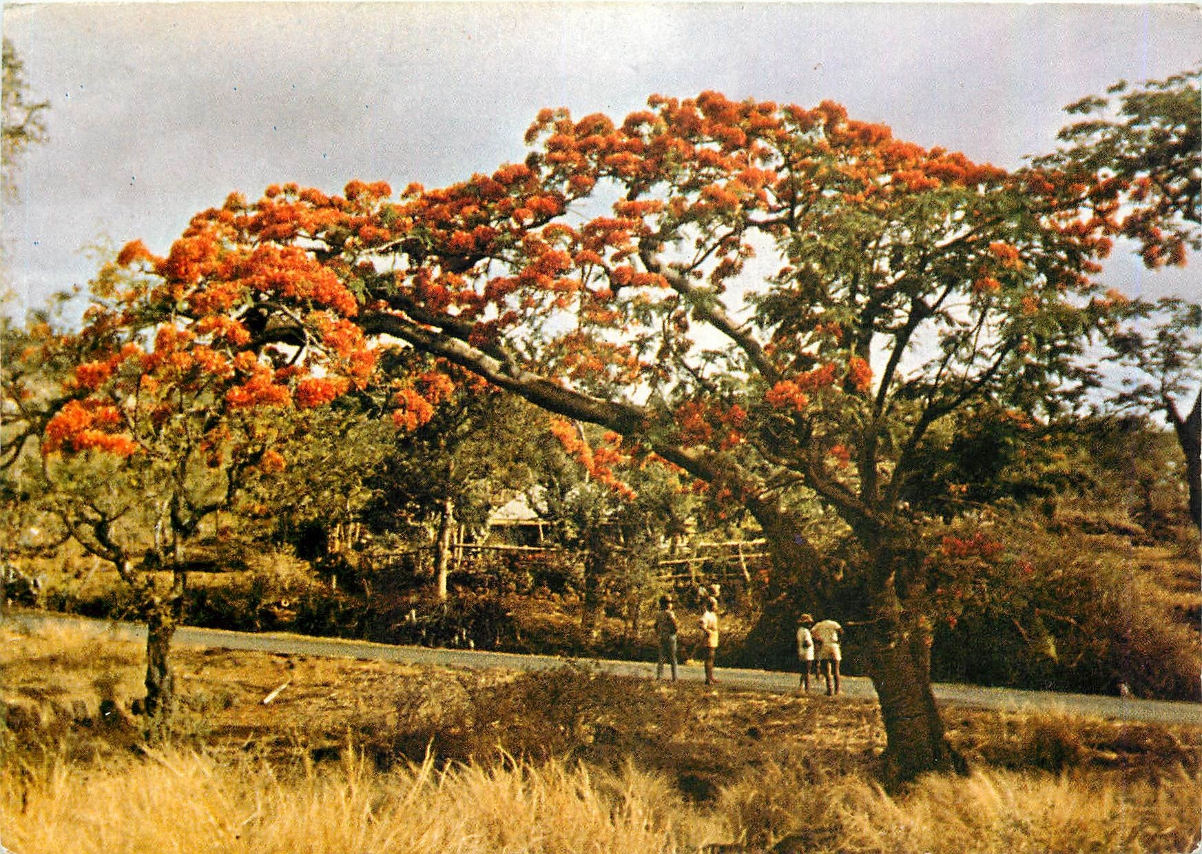 CPM Ile de la Reunion Flamboyants 