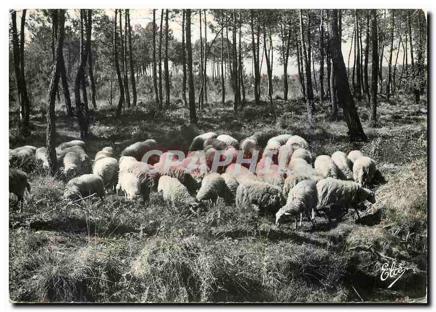 CPM La Lande Moutons au Paturage 