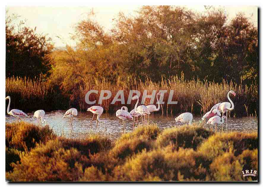 CPM En Camargue avec les Gardians Flamants Roses 