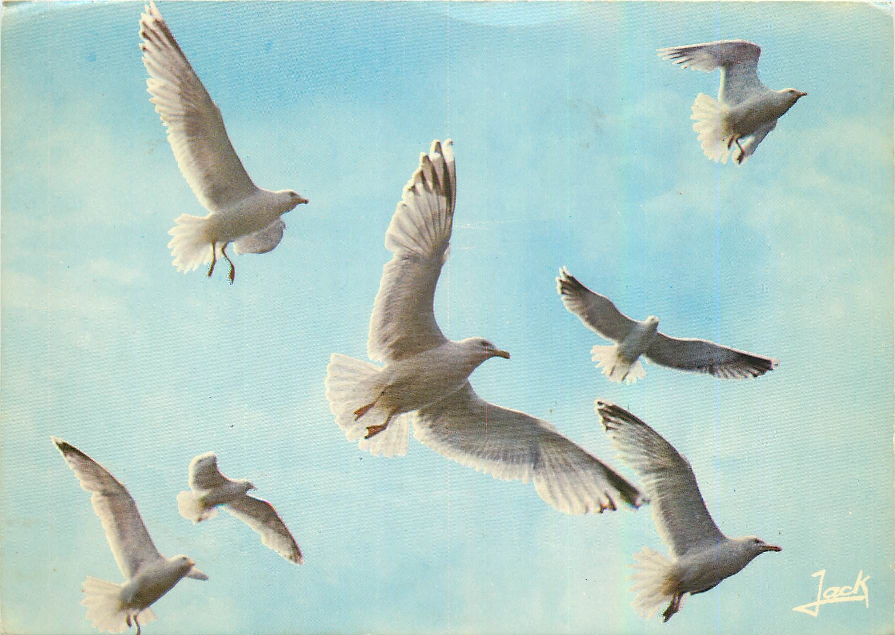 CPM Les Oiseaux de Mer Goelands Argentes Larus Marinus 