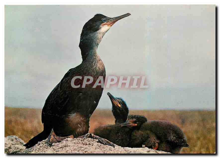 CPM Oiseaux des Cotes de France Jeunes cormorans huppes 