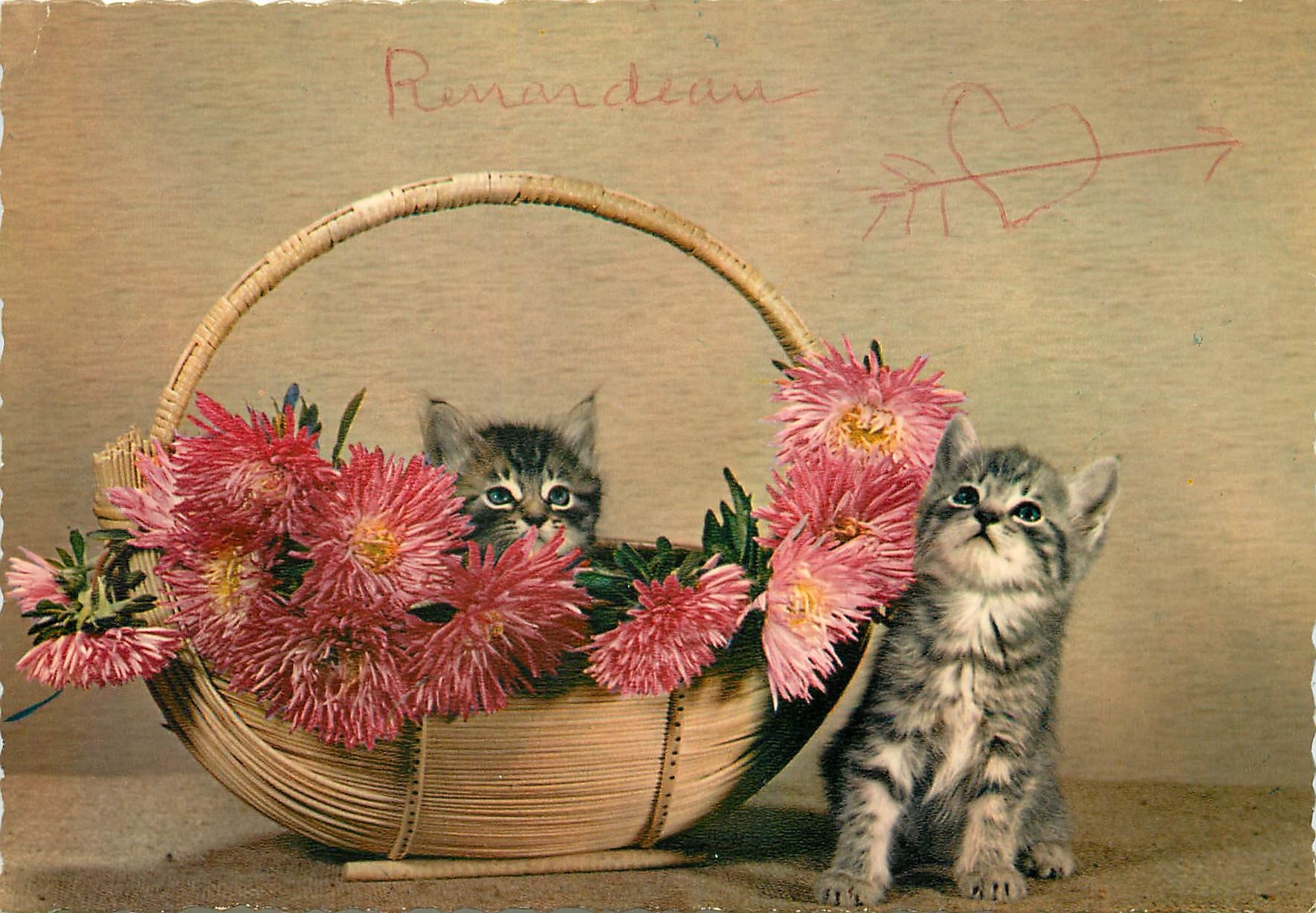 CPM Chats Chatons