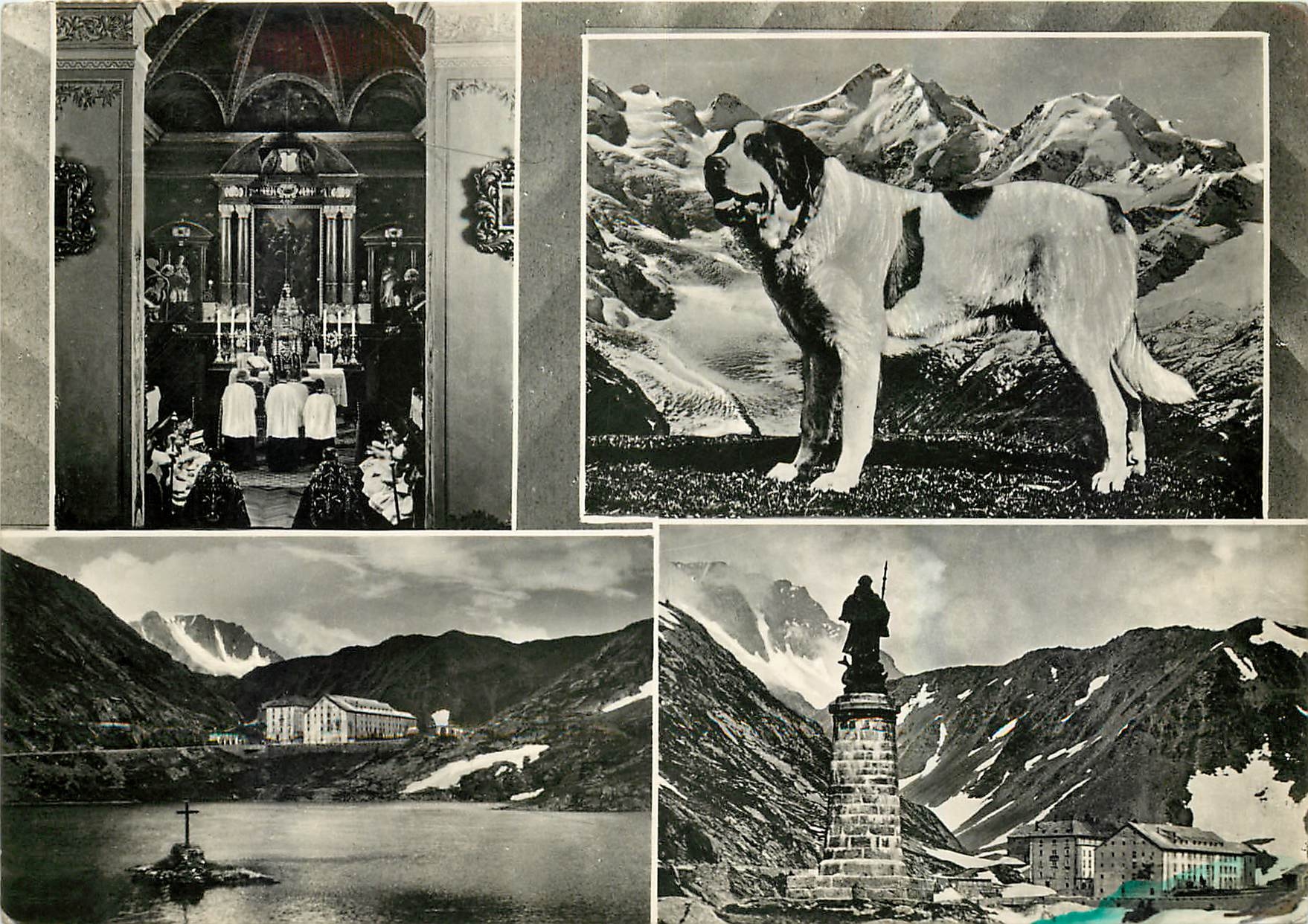 CPM Un Ricordo dal Gran S Bernardo Chien