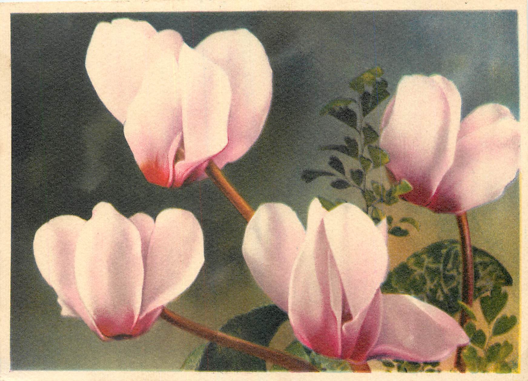 CPM Cyclamen Cyclame Alpenvelichen 