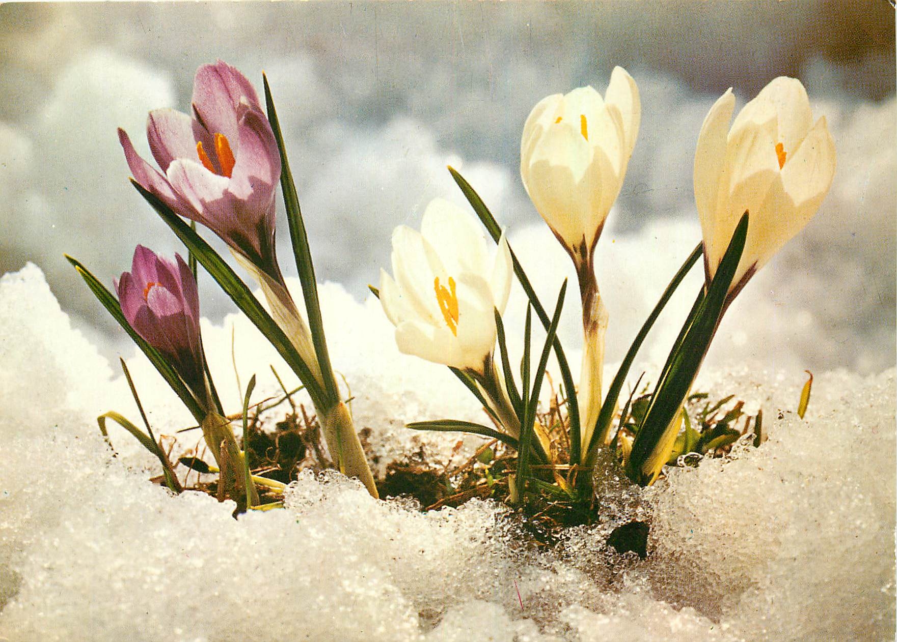 CPM Fleurs