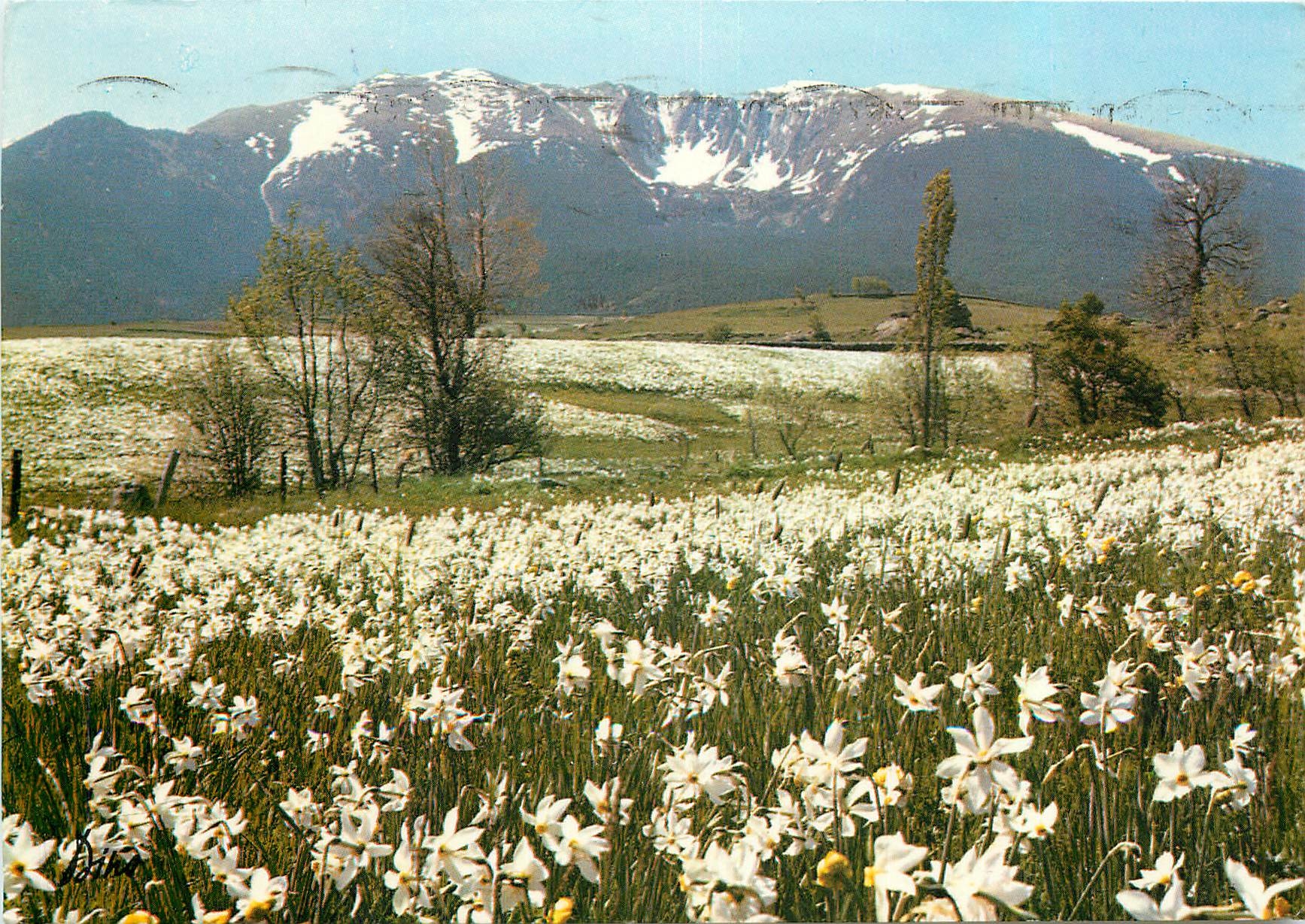 CPM En Montagne Le Chambre d'Aze au printemps avec les champs de narcisses 