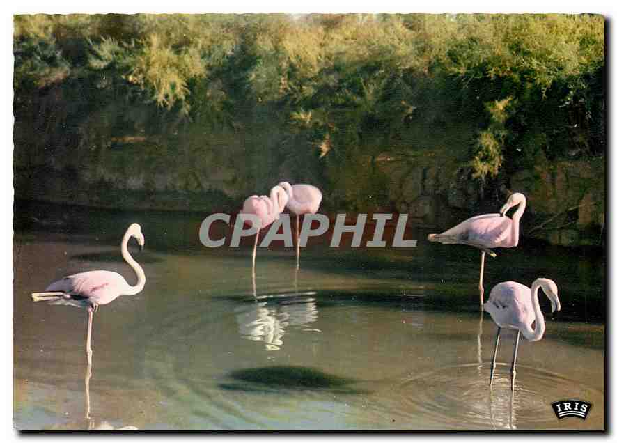 CPM Camargue avec les Gardians Flamants Roses 