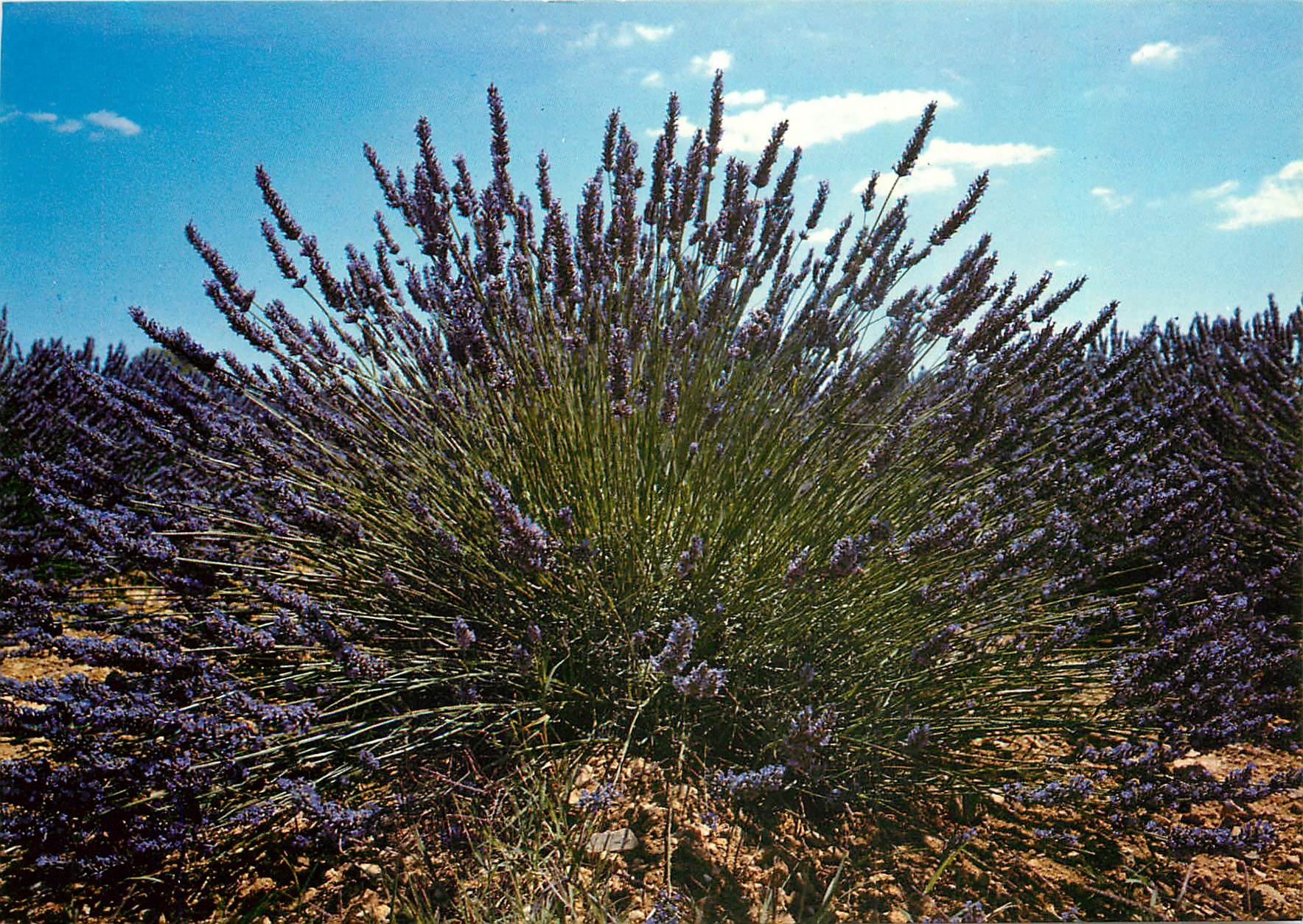 CPM Les Beles Images de Provence Touffe de Lavande 