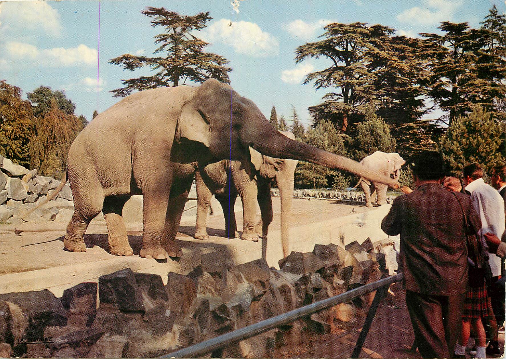 CPM Lyon Le Parc de la Tete d'Or Le Troupeau d'Elephants 
