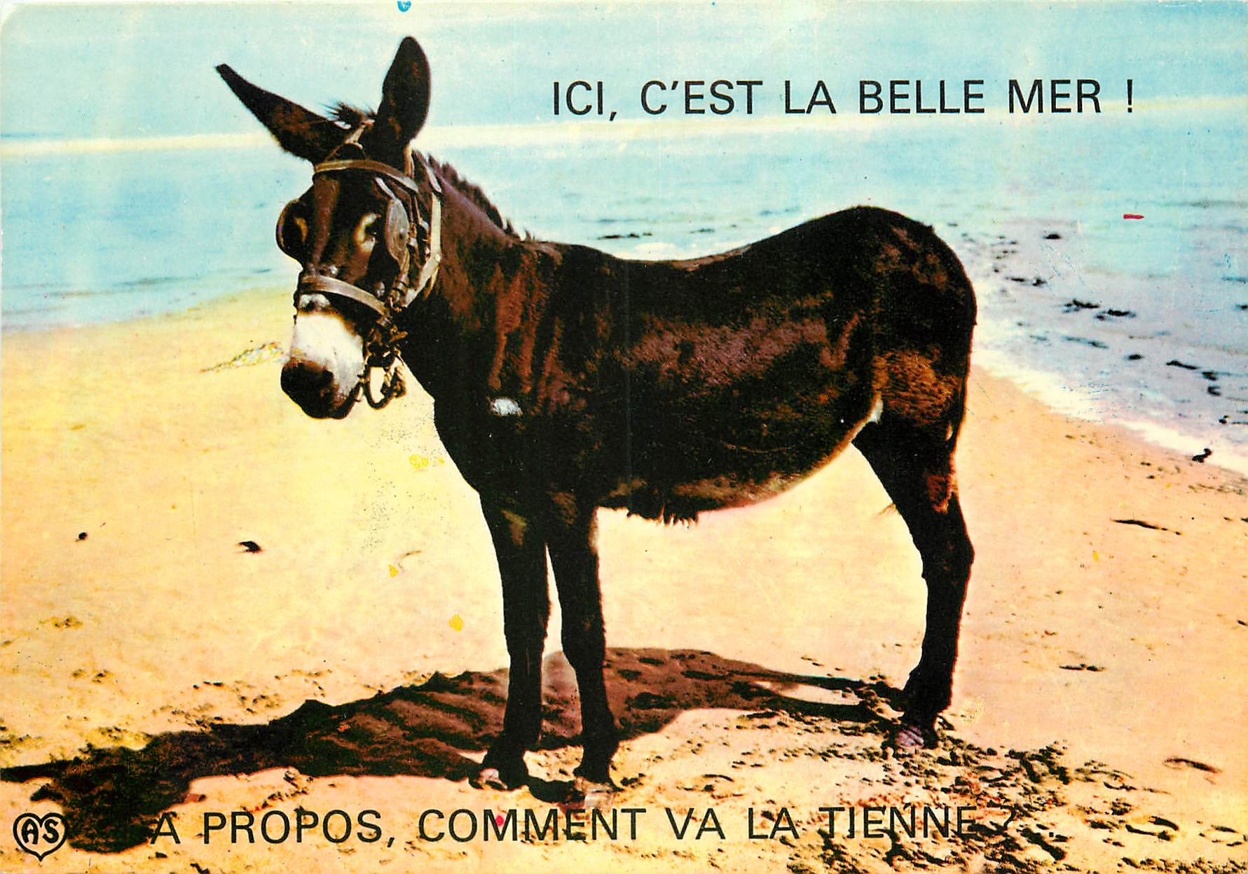 CPM Ane Mule