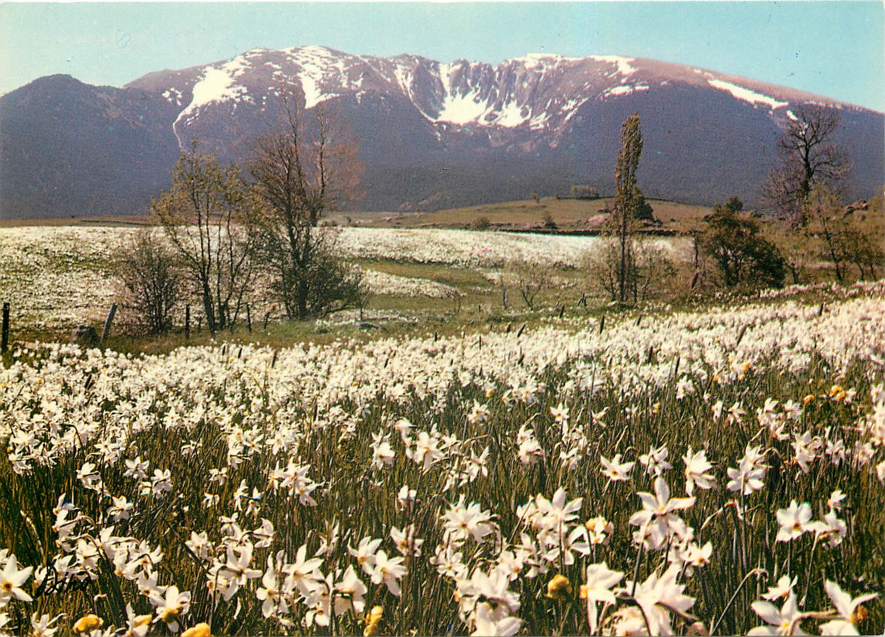 CPM En Montagne Le Cambre d'Aze au printemps avec les champs de narcisses 