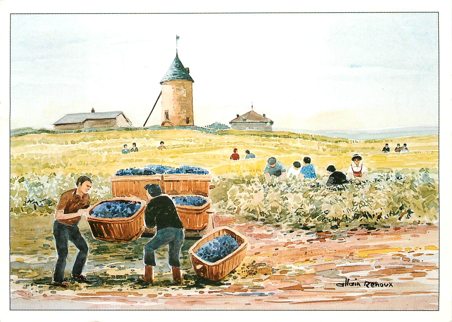 CPM Vendanges en Beaujolais 
