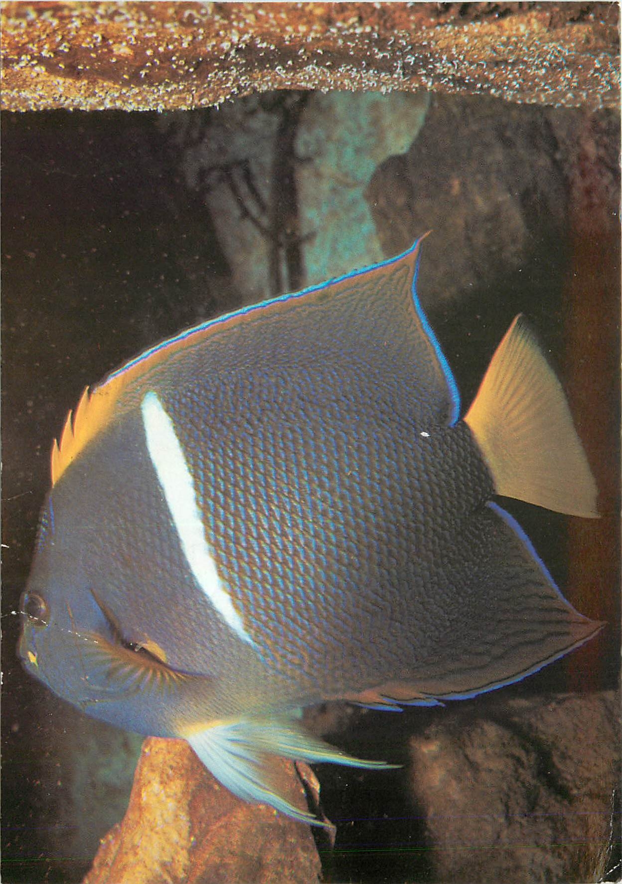 CPM Holocanthus passer Poisson ange 