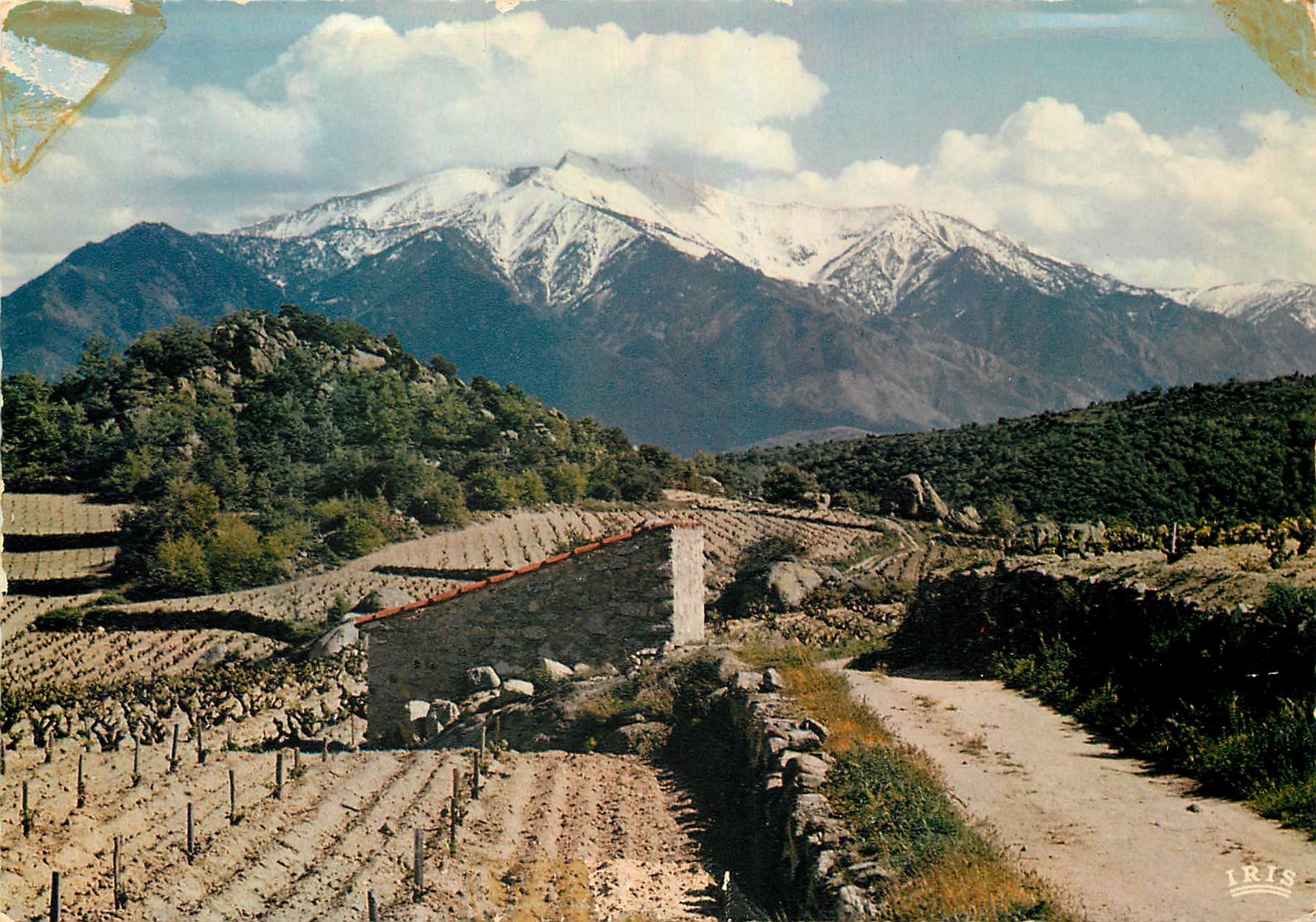 CPM Le Roussillon Le massif du Canigou au printemps 