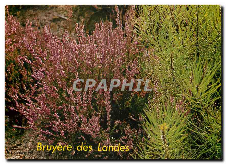 CPM Visage des Landes Bouquet de Bruyeres 