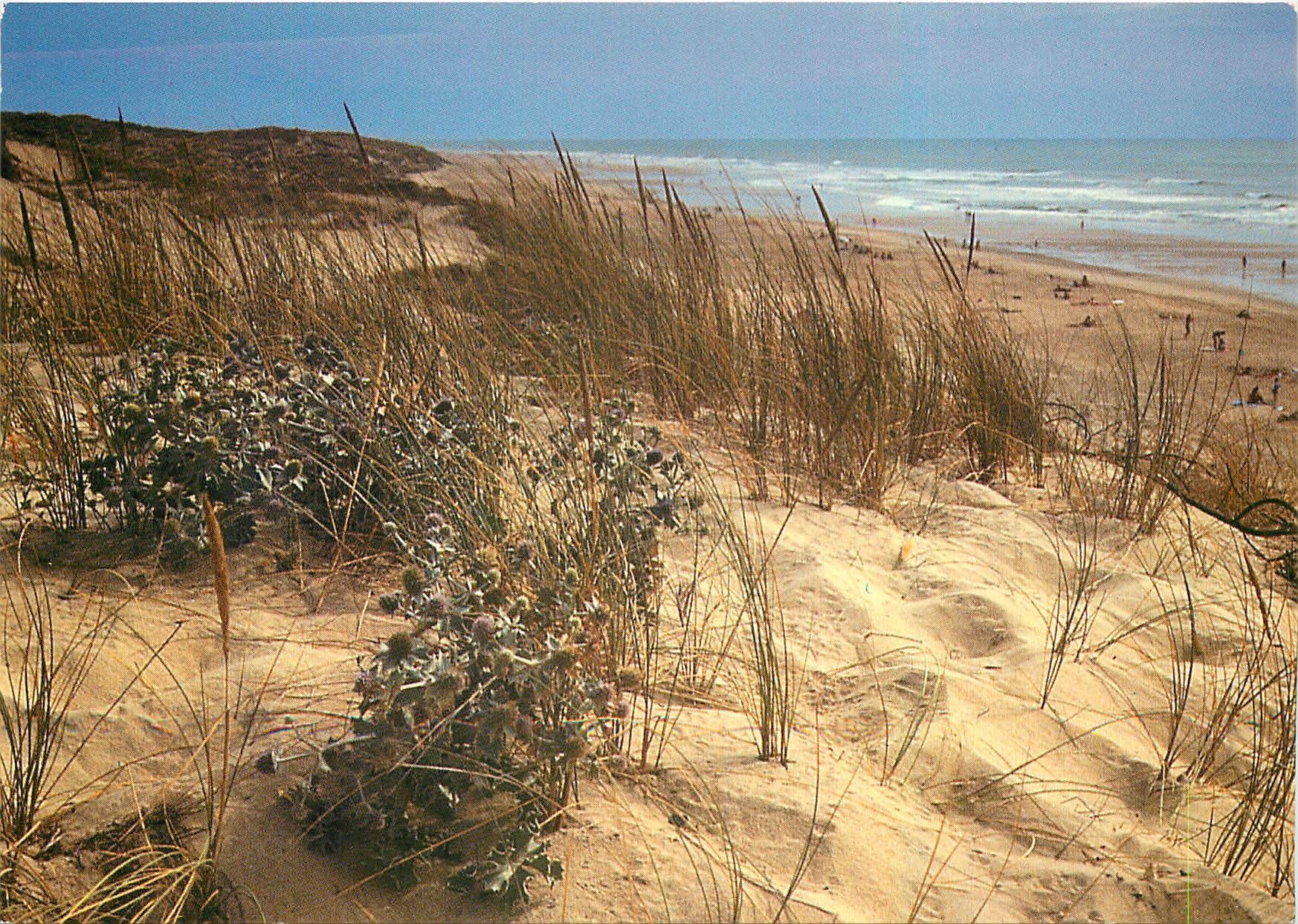 CPM Images de la Mer Vegetation sur la Dune Chardons et Oyats 