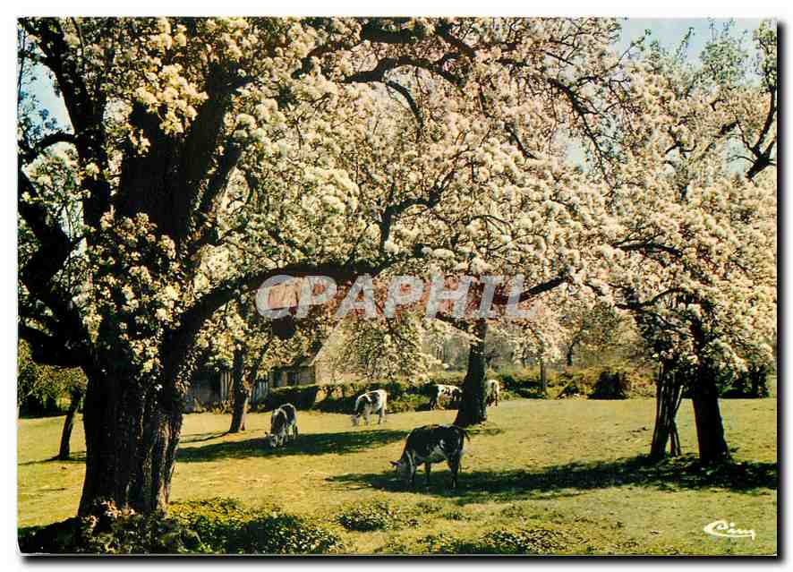 CPM Ma Normandie Pommiers en fleurs 