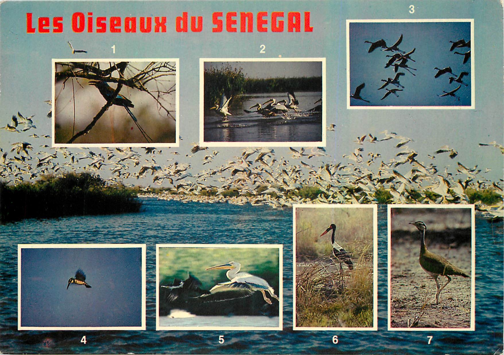 CPM Les Oiseaux du Senegal 1. Roulier 2. Pelicans 3. Flamants roses 4. Martin Pecheur 5. Pelicans 6.