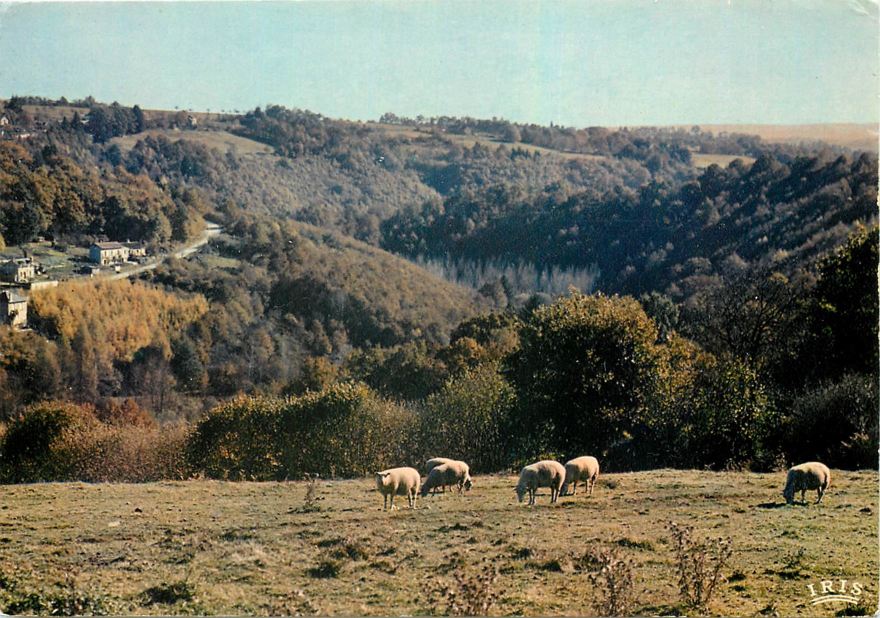 CPM En Limousin Paturages sur les Plateaux 