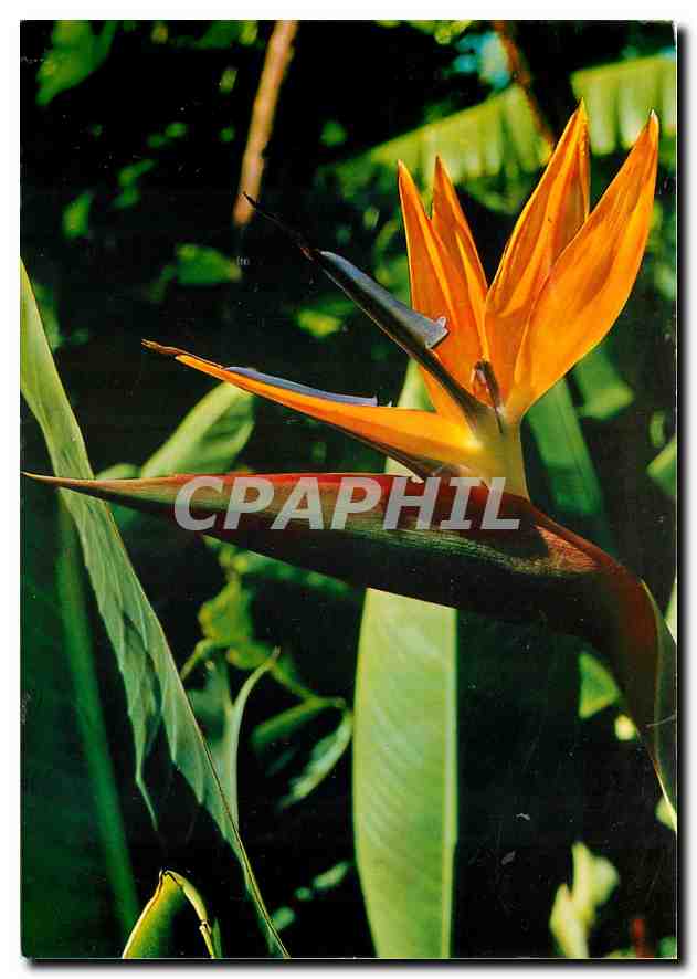CPM Flores de Canarias pajaro des paraiso Strelitzia 