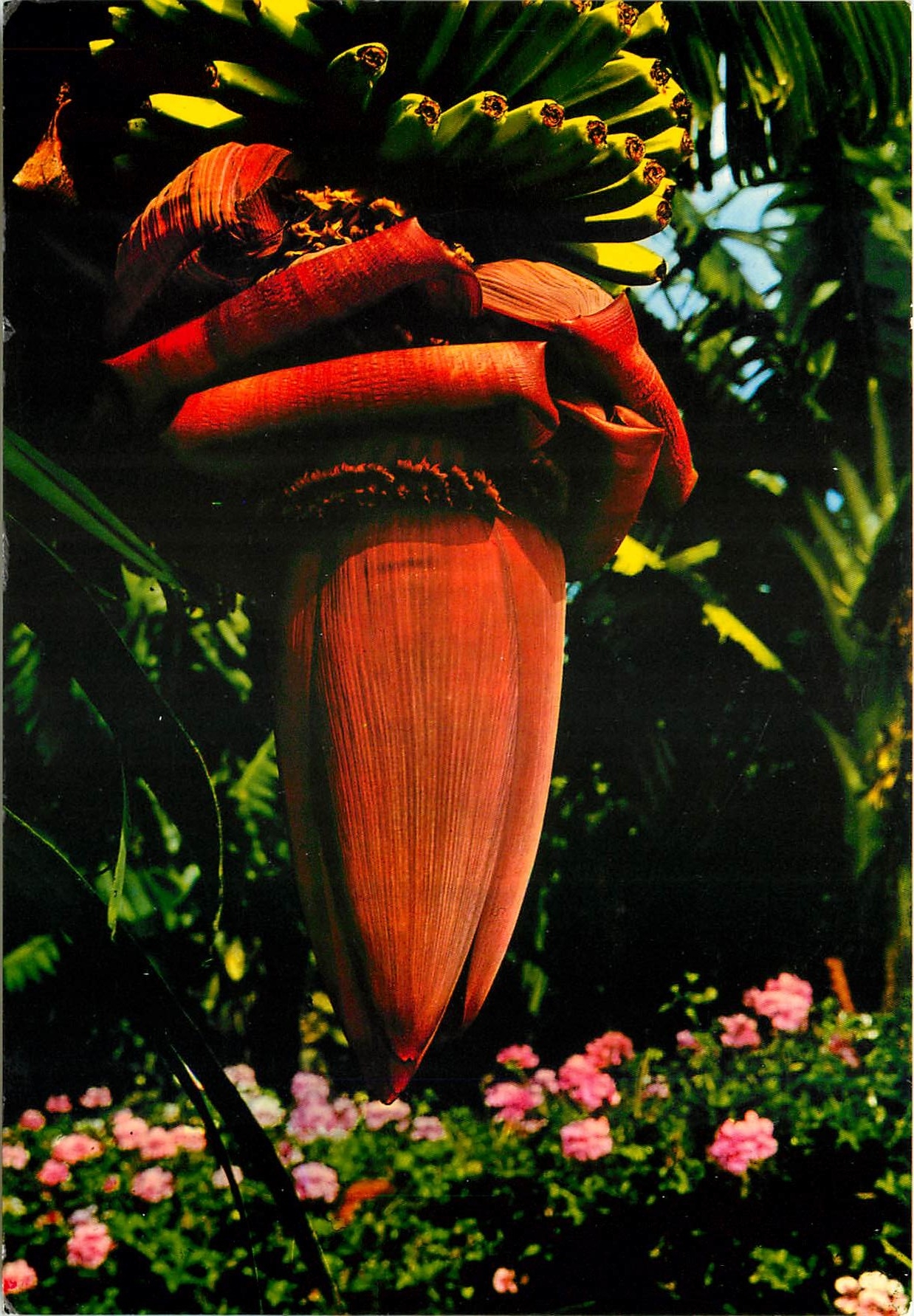 CPM Flores de Canarias 