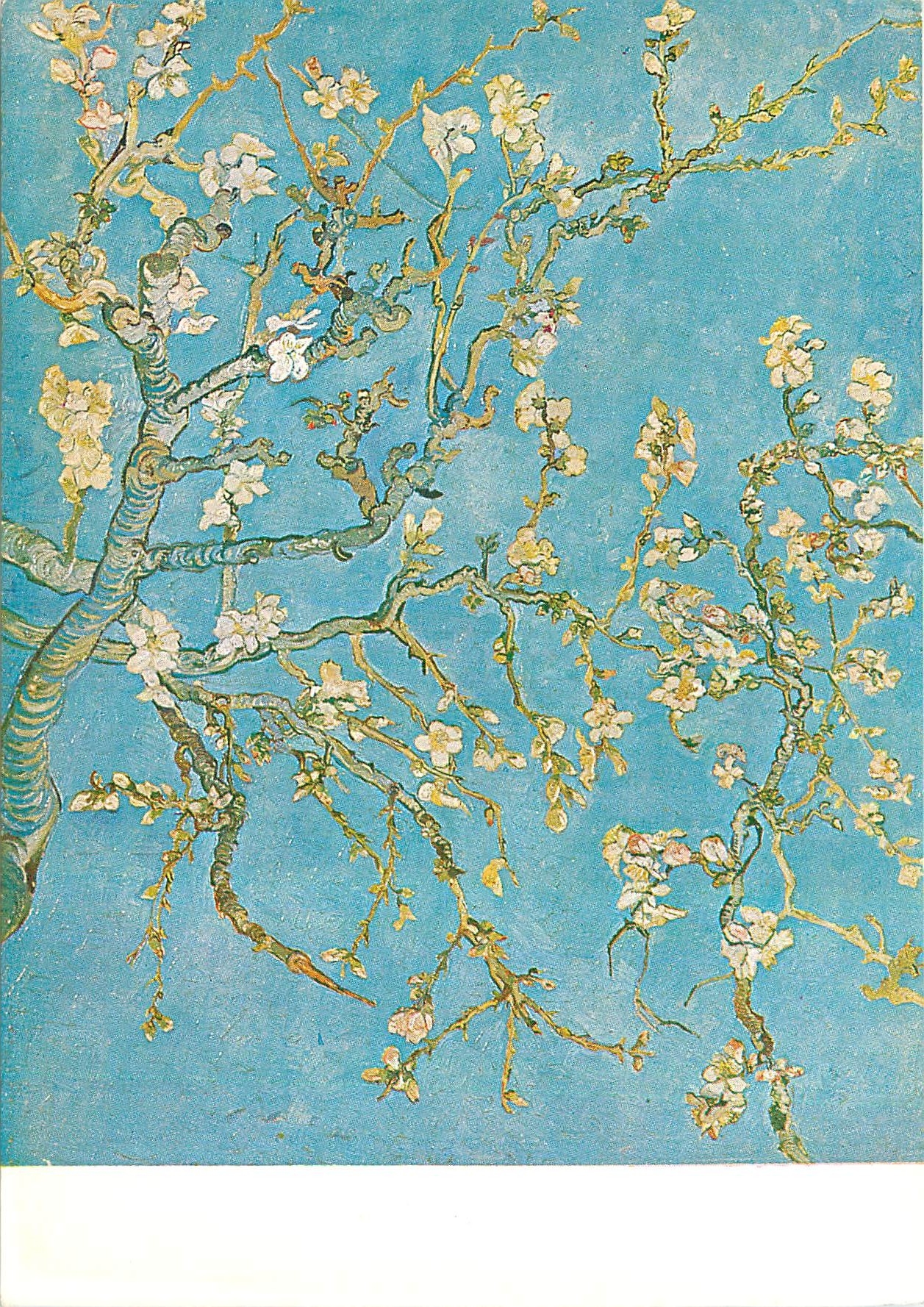 CPM Vincent Van Gogh 1853 1890 Branche fleurie d'amandier 