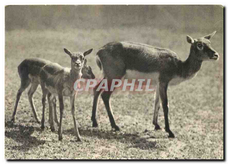CPM Comite National de l'Enfance un groupe de Gazelles de l'Inde Parc Zoologique du bois de Vincenne