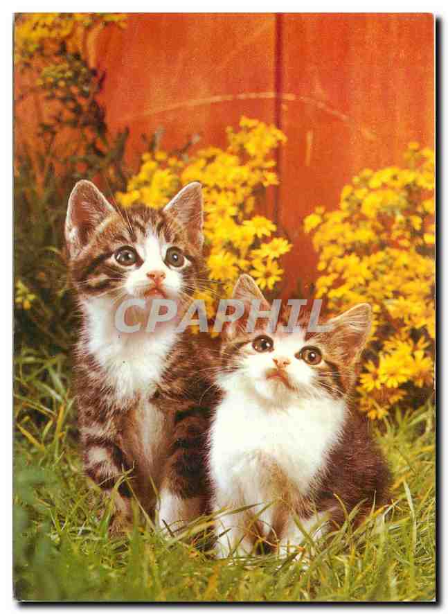 CPM Chats Chatons