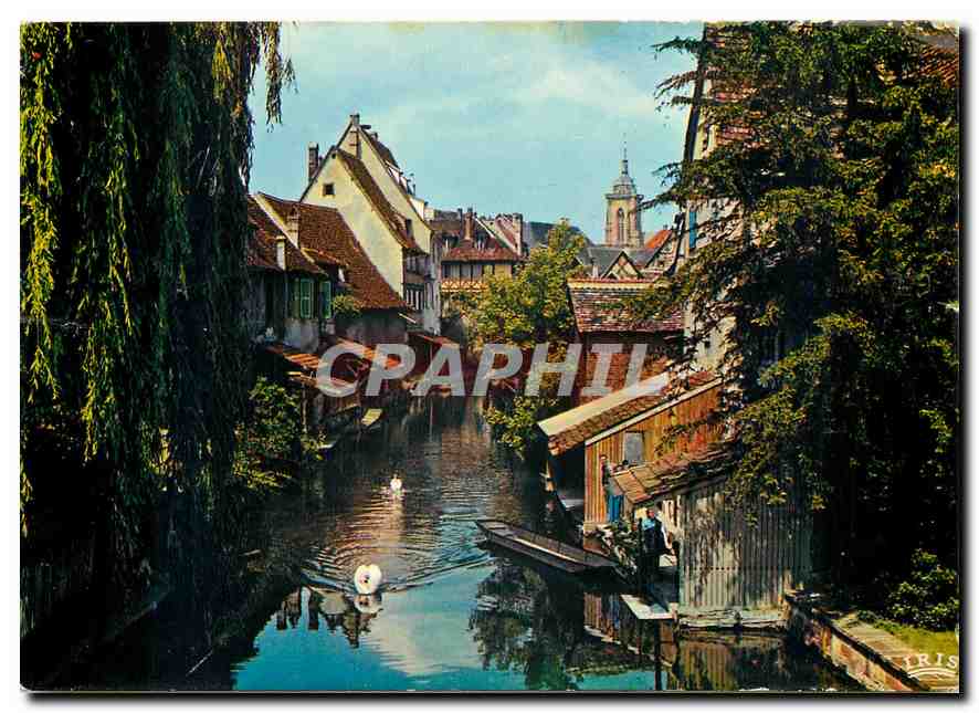 CPM Colmar Haut Rhin La Petite Venine 