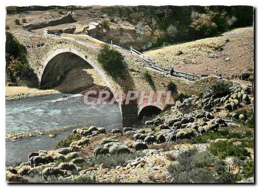 CPM Paysages de Provence Les Transhumants Moutons