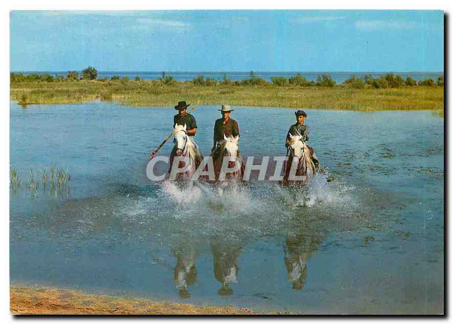 CPM Camargue Lumieres et Traditions Mejanes Chevaux