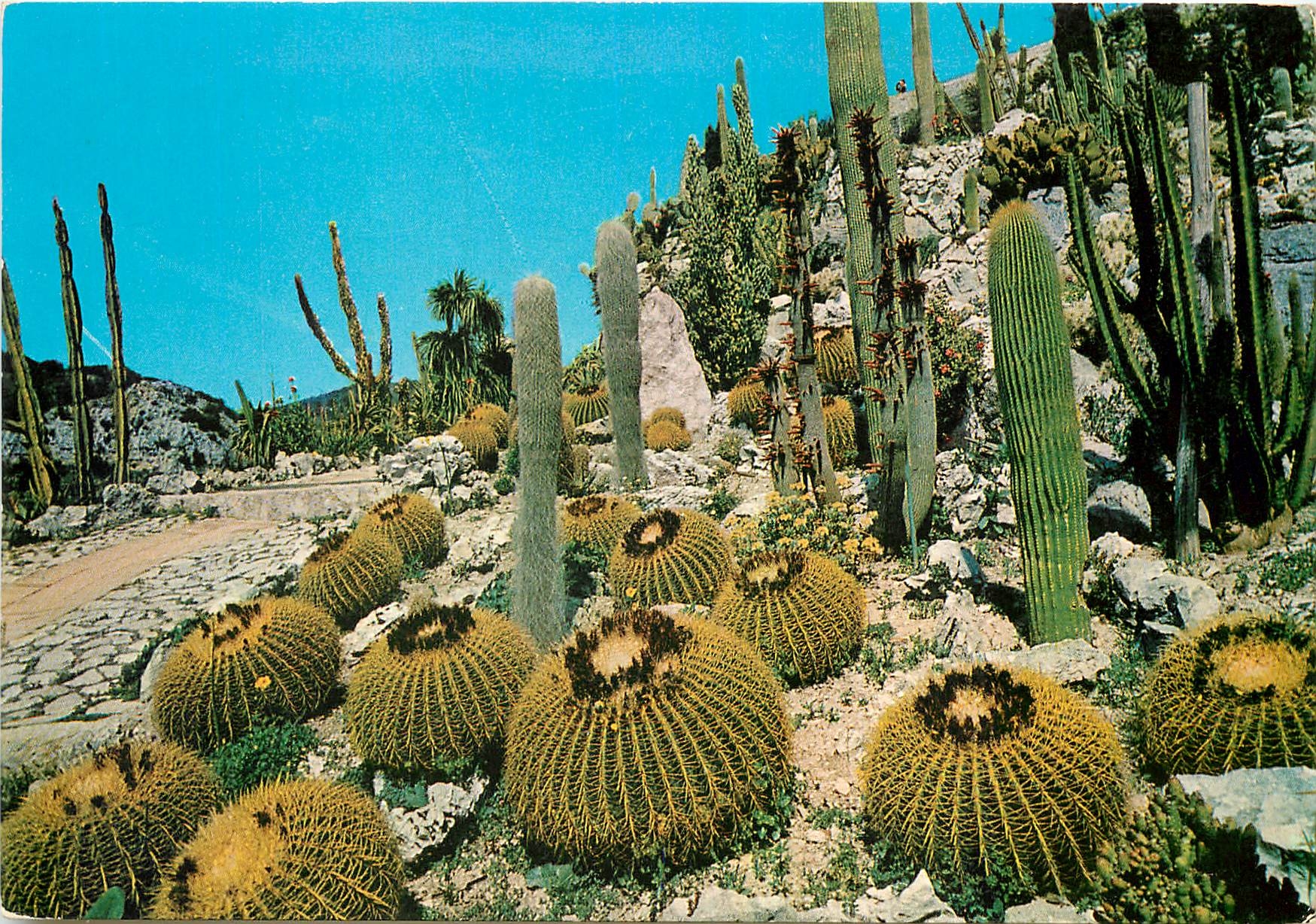 CPA Cote d'Azur Vegetation Tropicale et Exotique 
