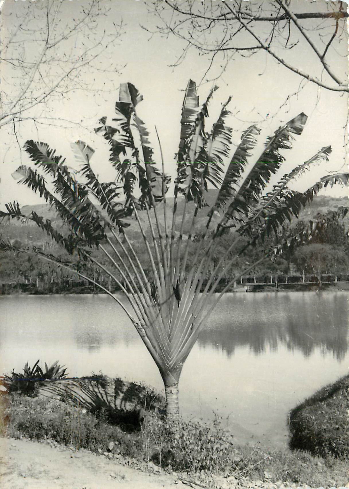 CPM Ravenale Arbre du Voyageur Madagascar 