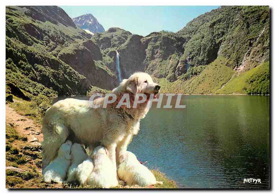 CPM Les Pyrenees Chienne des Pyrenees Allaitant ses Petits 