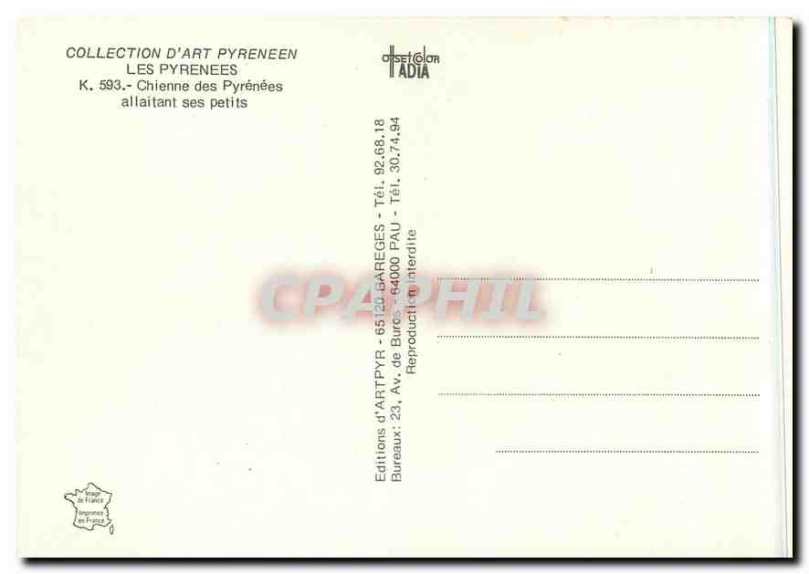 CPM Les Pyrenees Chienne des Pyrenees Allaitant ses Petits  — Verso