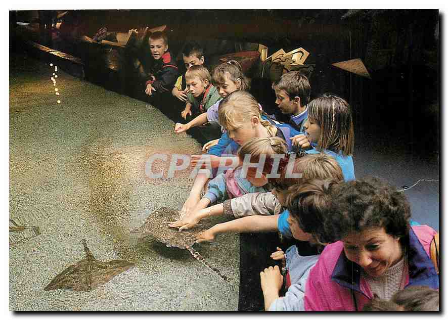 CPM Bassin Tactile et raies Bouclees Enfants