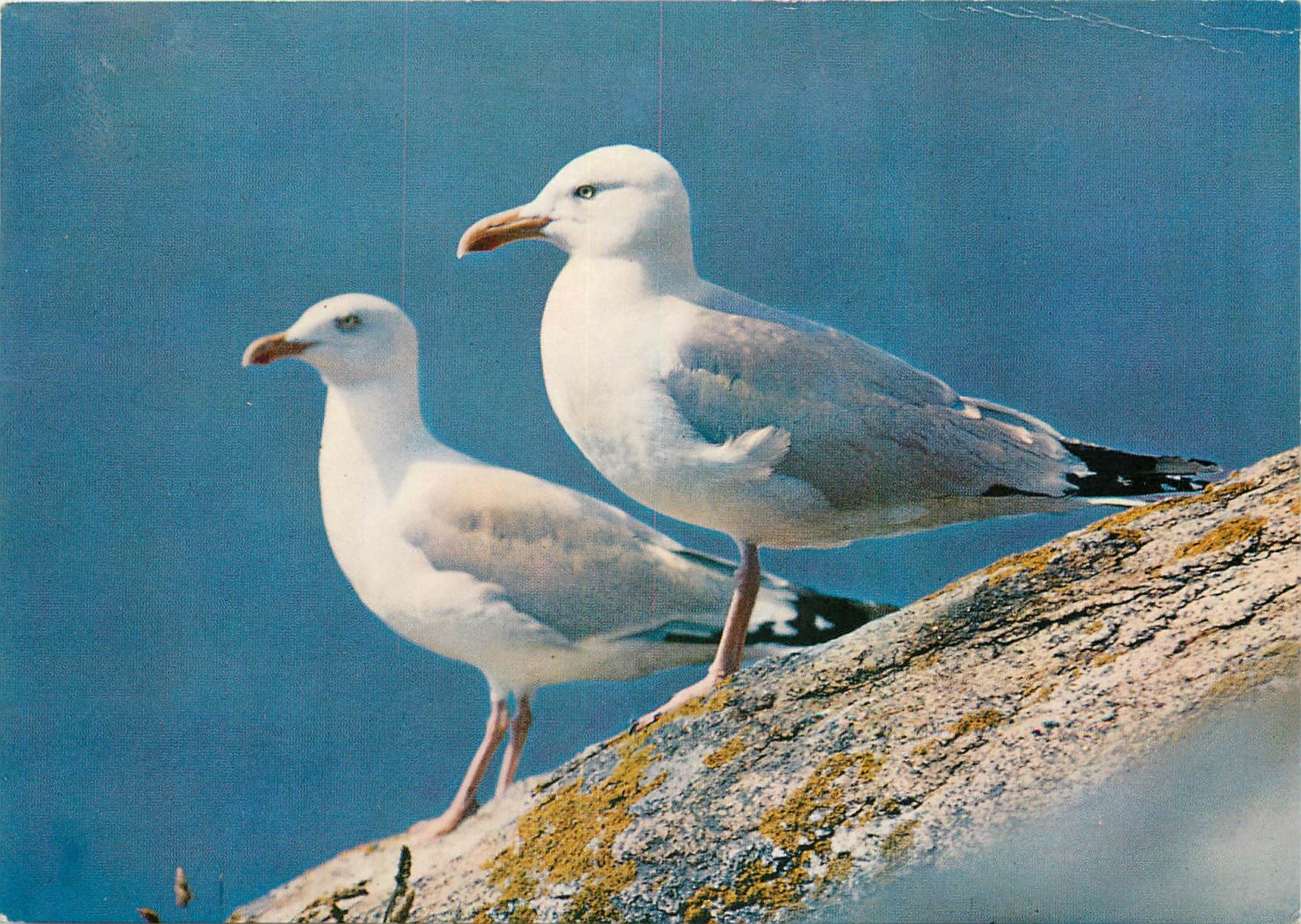 CPM Oiseaux des Cotes de France Couple de Goelands Argentes 